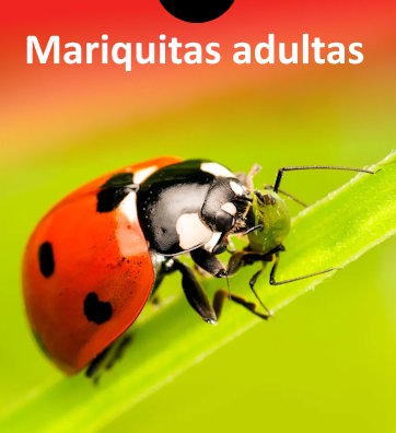 Mariquitas adultas
